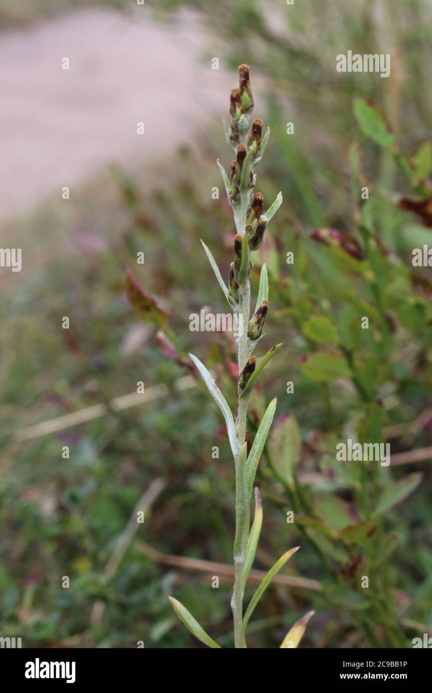 Gnaphalium sylvaticum, Heath Cudweed. Wild plant shot in summer. Stock Photo