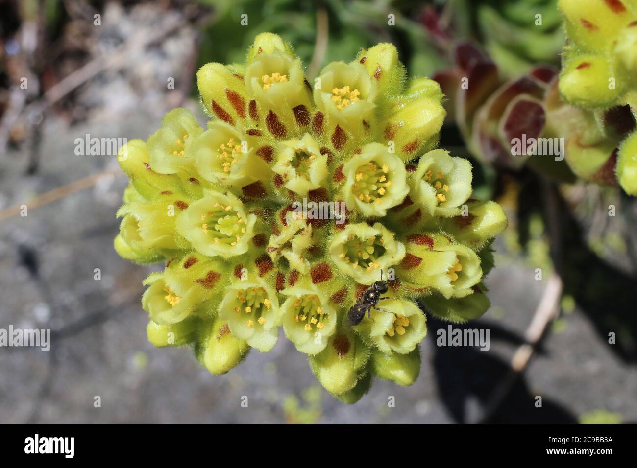 Jovibarba heuffelii - Wild plant shot in summer. Stock Photo