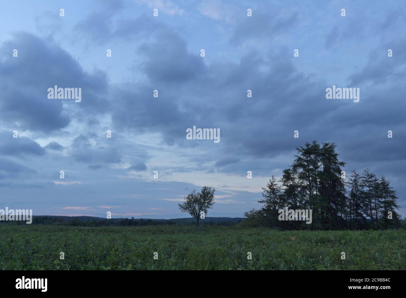 trees in field with dark storm clouds in the sky Stock Photo