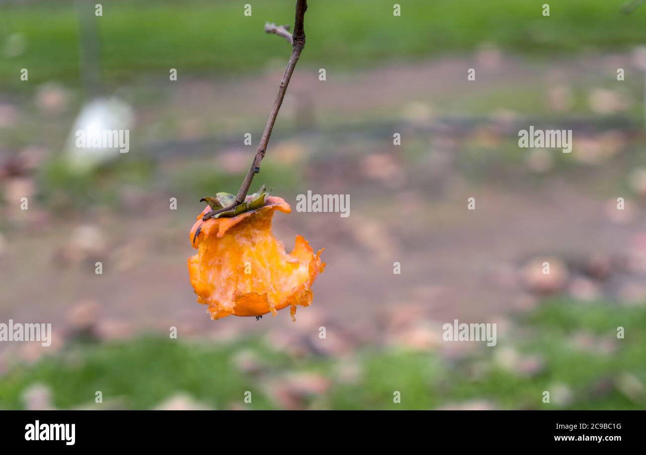 Half eaten persimmon isolated on a branch tree on gray-green background Stock Photo