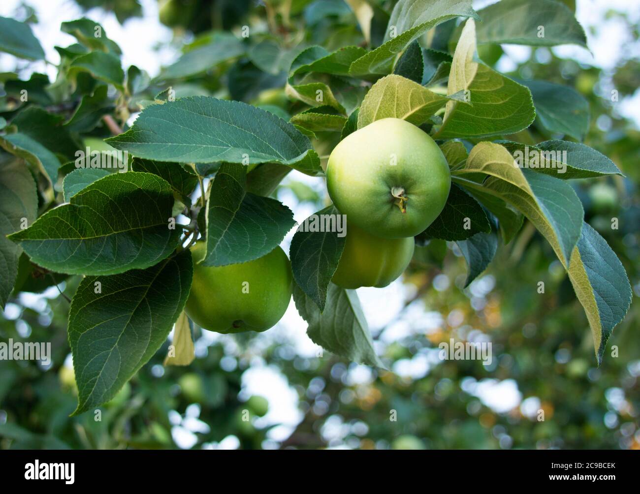 Green apples on the tree at the orchard. Three clear fruits on the branch apple-tree. Organic healthy food from village garden. New harvest is ripenin Stock Photo