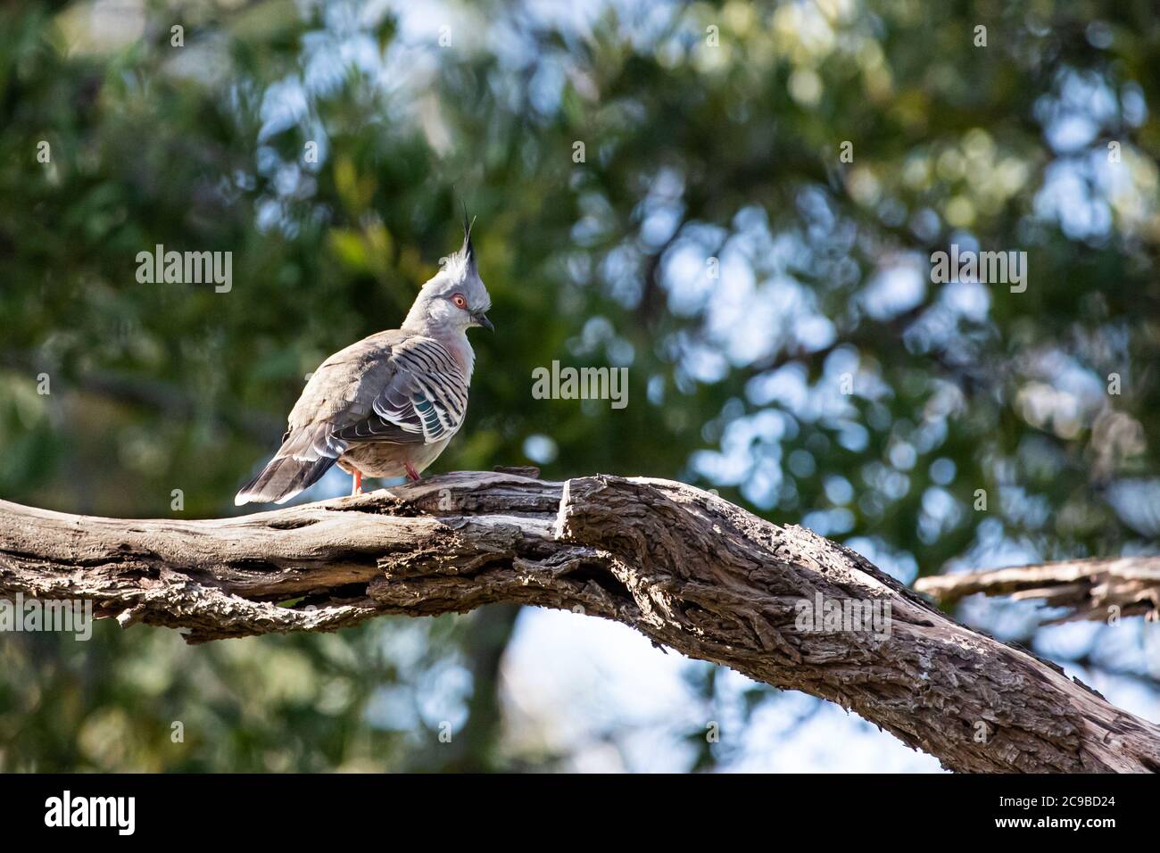 A Crested Pigeon Stock Photo
