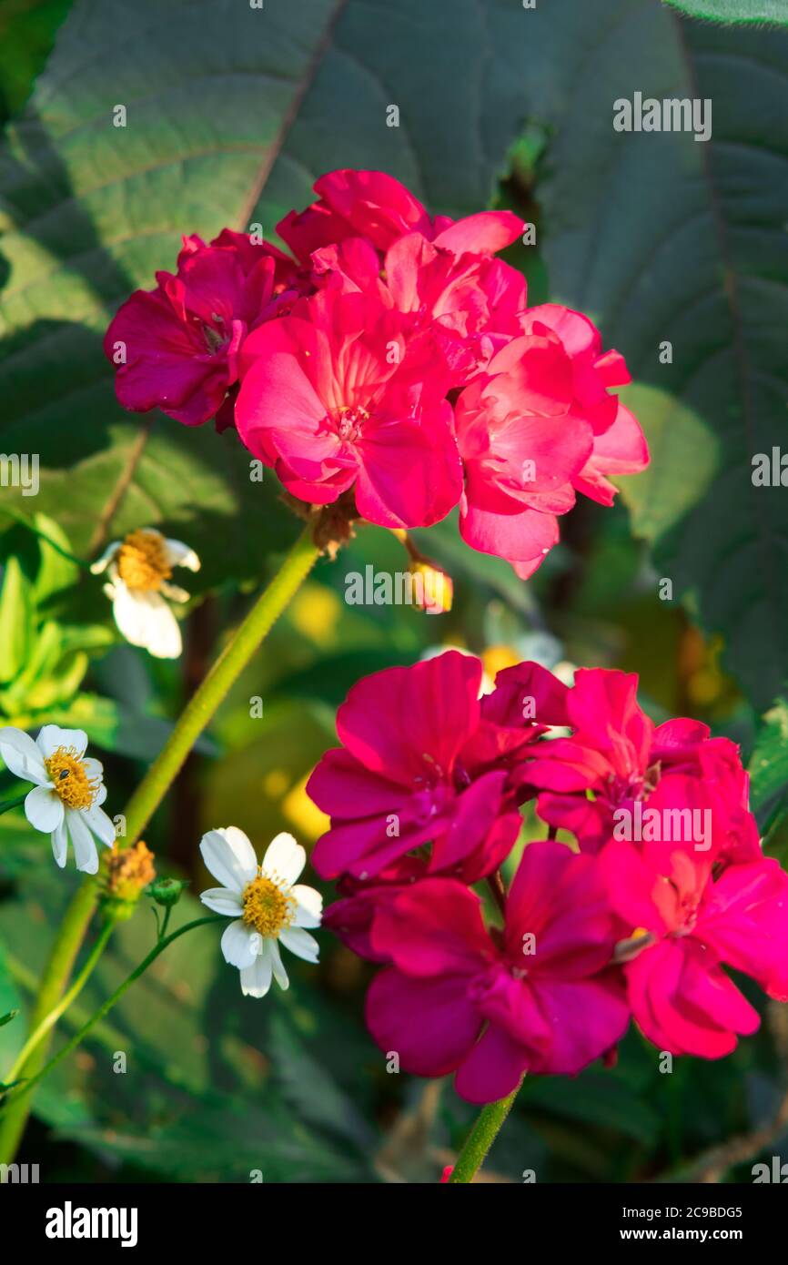 The closeup of Ivy red Geranium plants in the garden or park. Focus on rear blossom. Stock Photo