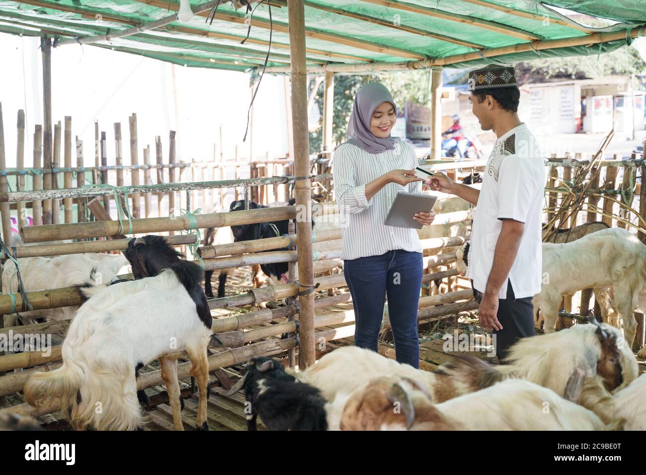 asian muslim veterinarian medical check up farm animal. doctor check