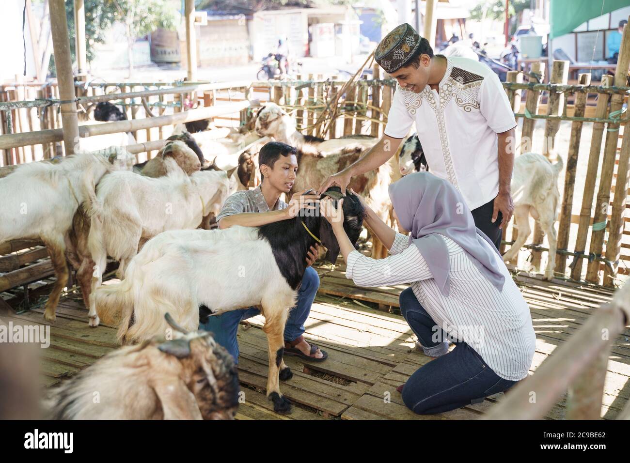 muslim couple picking up a goat or sheep for eid adha qurban sacrifice celebration Stock Photo