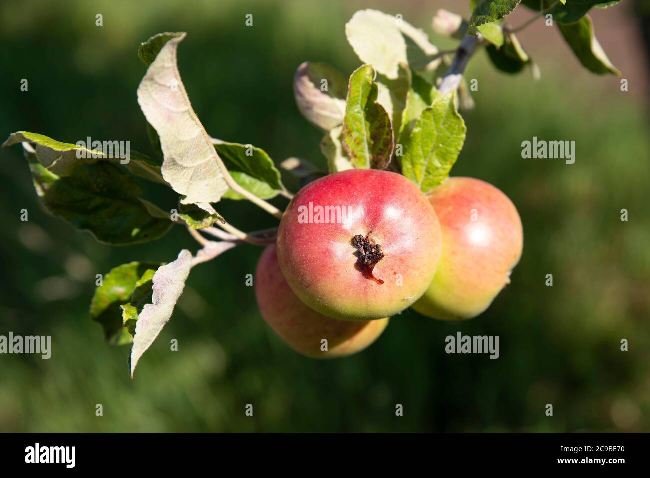 Detail of a tree branch with apples in nature Stock Photo