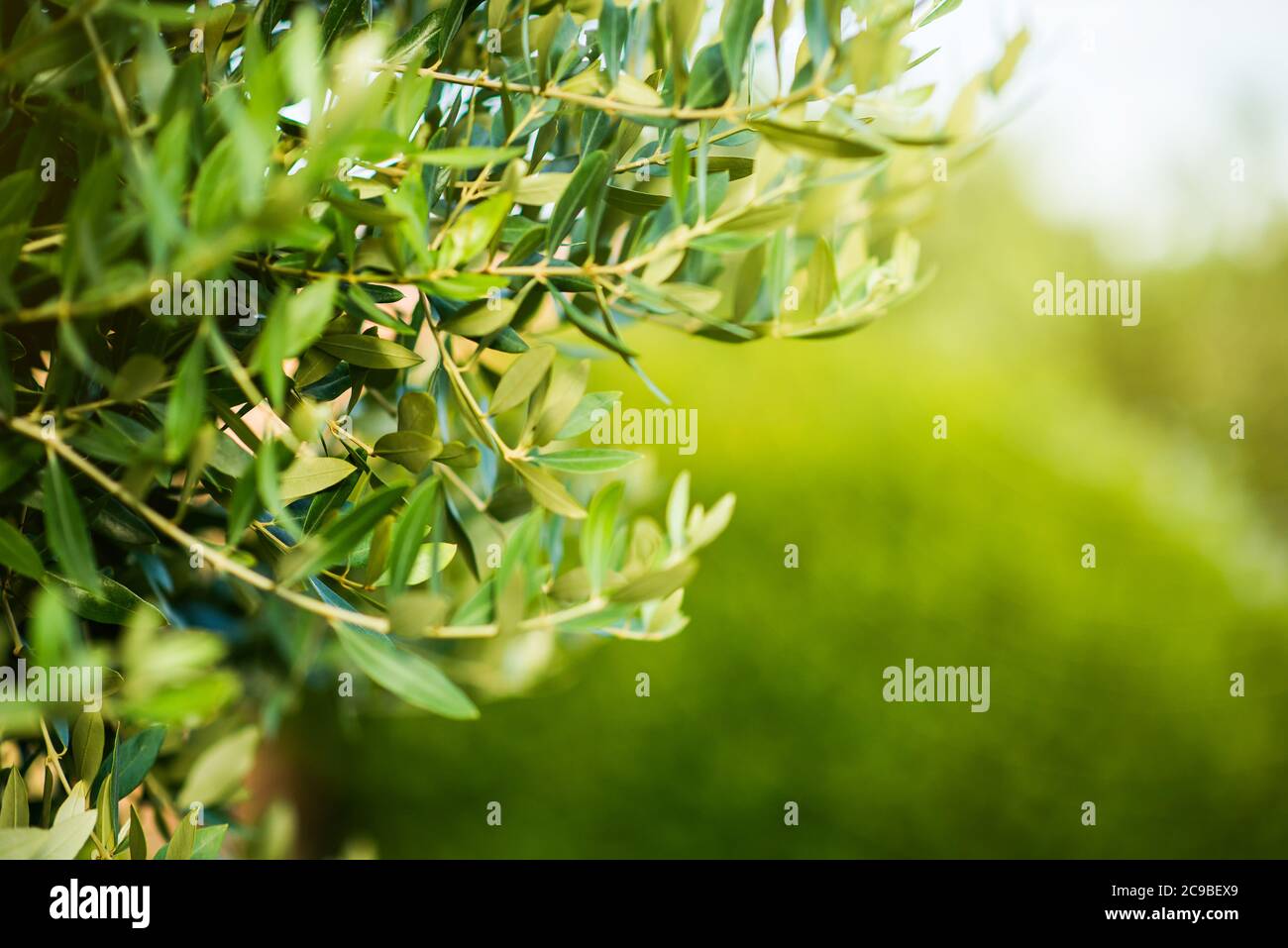 Branch of Olive Tree with Leaves. Agricultural Food Background. Rural Scene. Stock Photo
