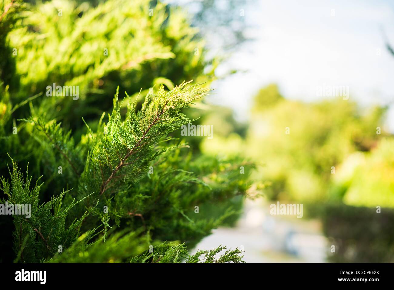 Juniper Branch. Close up View with Blurred Background. Juniper Tree Texture Background. Evergreen Coniferous Juniper Bright Green Color Surface. Stock Photo