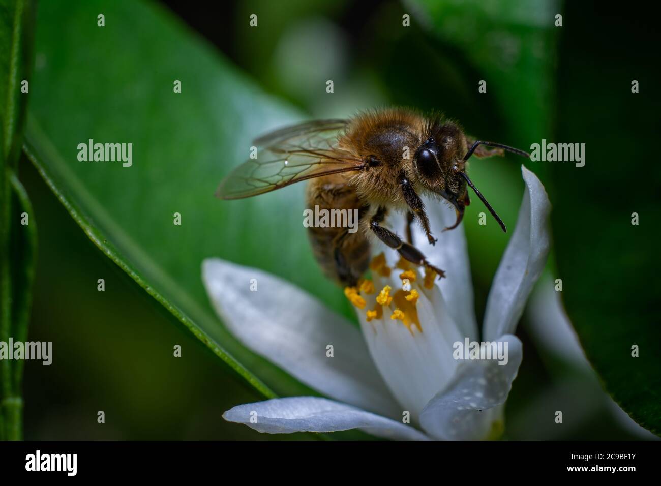 Detailed picture honey bee hi-res stock photography and images - Alamy
