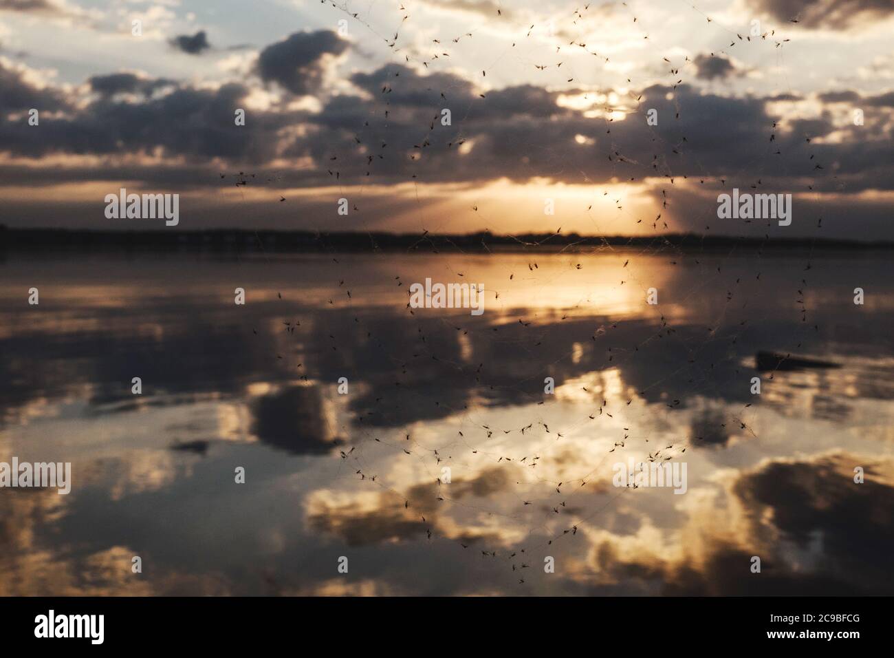 Sunset at the river. Spider web with flies on foreground. Stock Photo