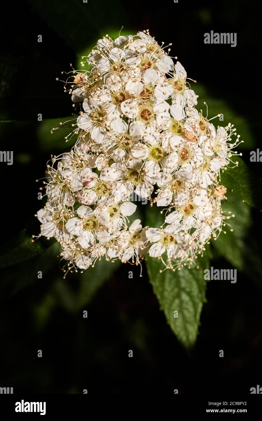 Cluster of small white flowers on a Japanese Spiraea (spiraea japonica ...