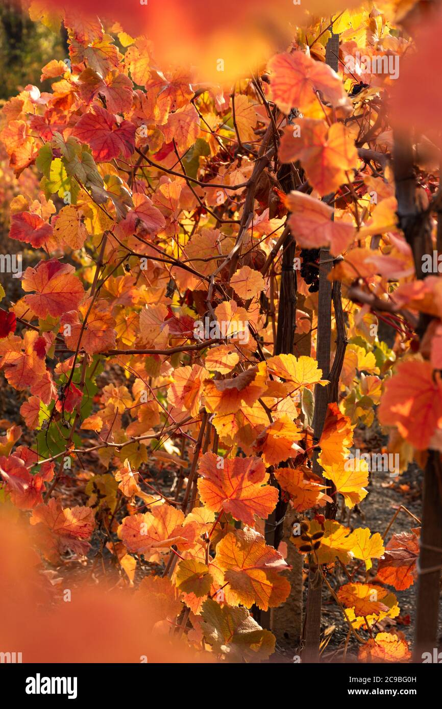 Autumn vineyards with red and yellow leaves. Vertical beautiful autumn background. The harvest of the grapes. Filled with bright Sunny background. Lea Stock Photo