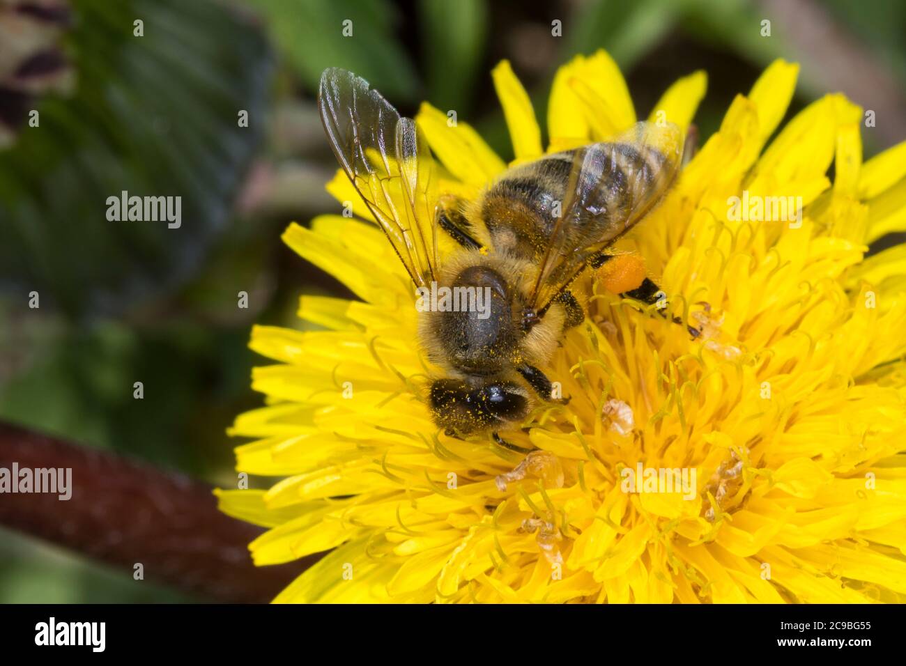 Honigbiene, Honig-Biene, Europäische Honigbiene, Westliche Honigbiene, Pollenhöschen, Pollen, Biene, Bienen, Apis mellifera, Apis mellifica, Blütenbes Stock Photo