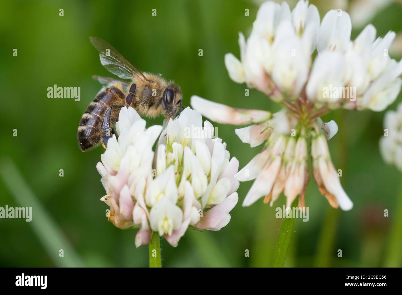 Honigbiene, Honig-Biene, Europäische Honigbiene, Westliche Honigbiene, Biene, Bienen, Apis mellifera, Apis mellifica, honey bee, hive bee, western hon Stock Photo