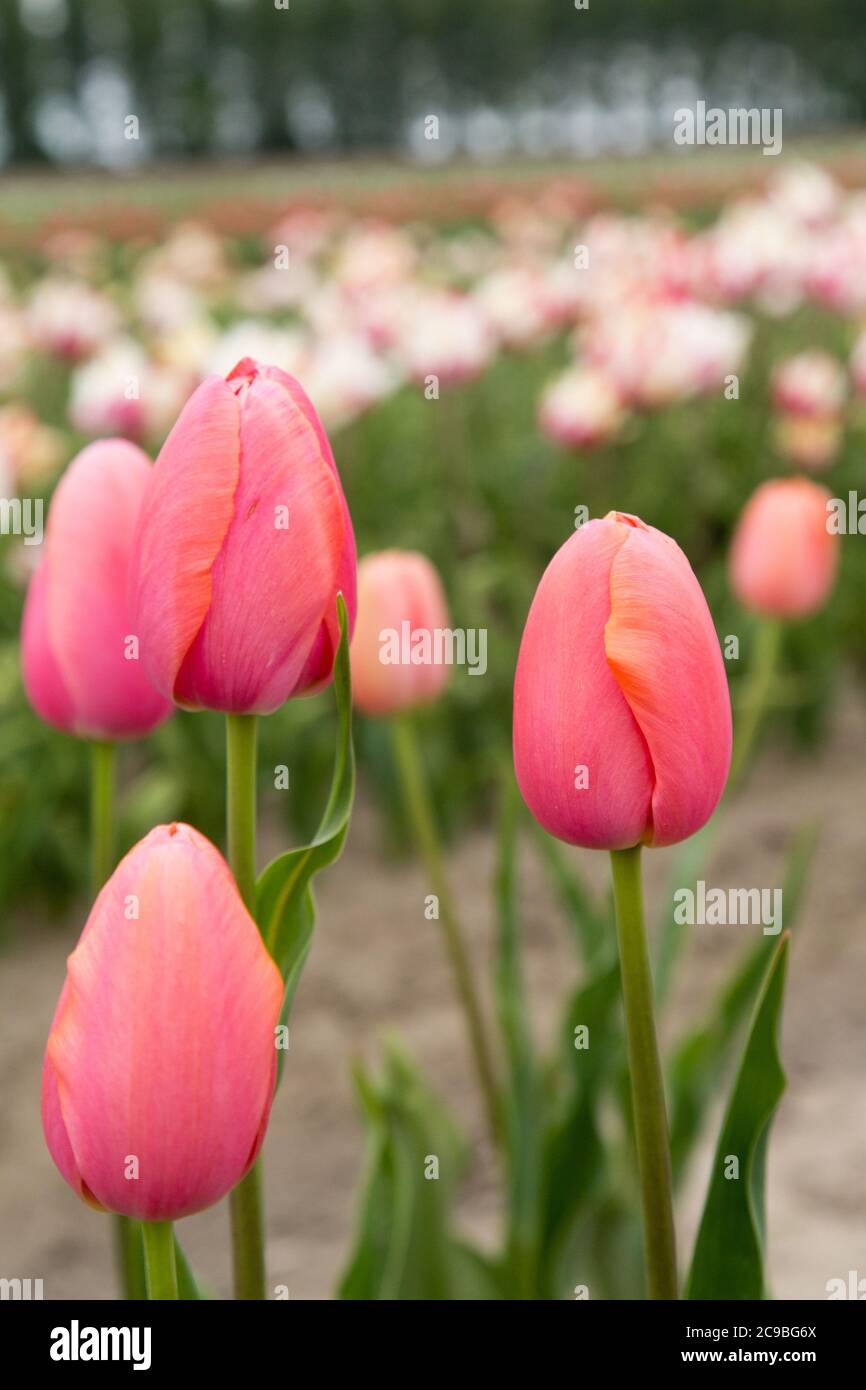 Colorful field of tulips in the Netherlands Stock Photo - Alamy