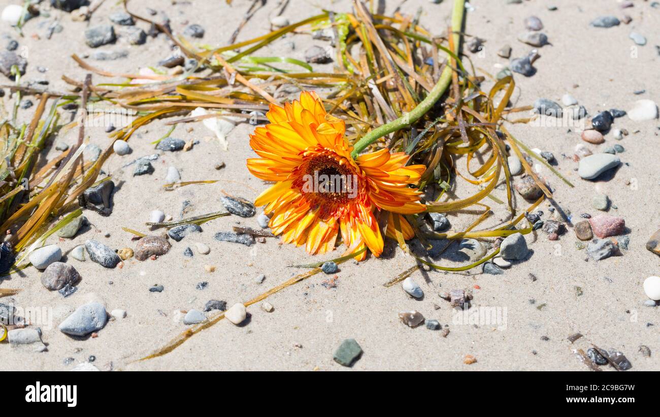 Sunflower washed ashore a sand beach. With peebles and sea weed. Stock Photo