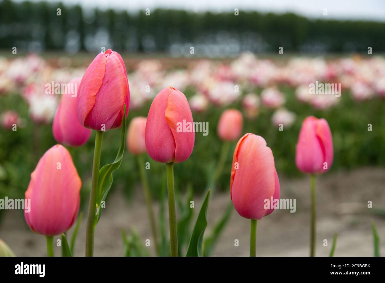 Colorful field of tulips in the Netherlands Stock Photo - Alamy