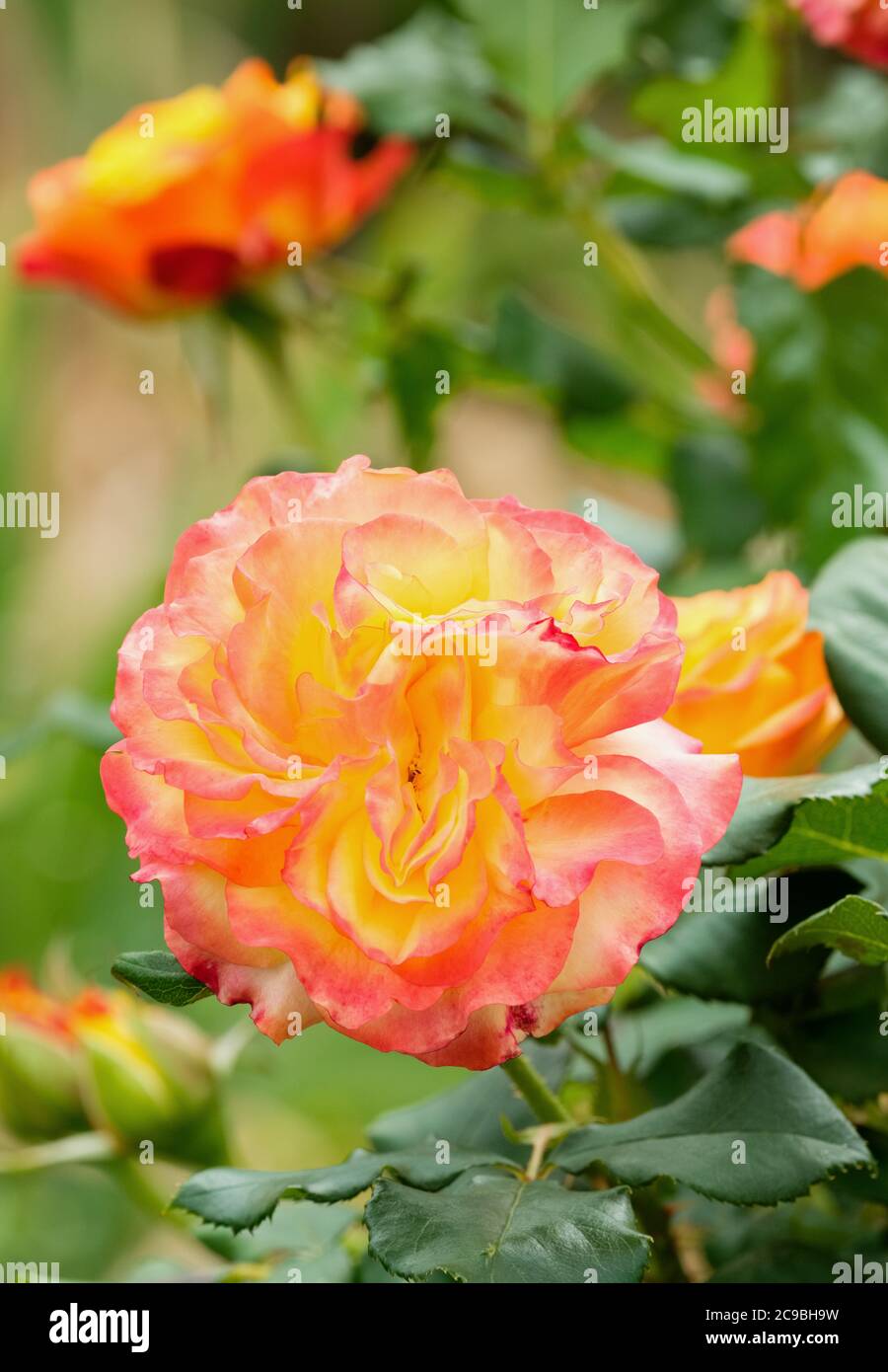 Rosa 'Tequila sunrise'. Rose 'Tequila sunrise'. Large flowering. Rosa