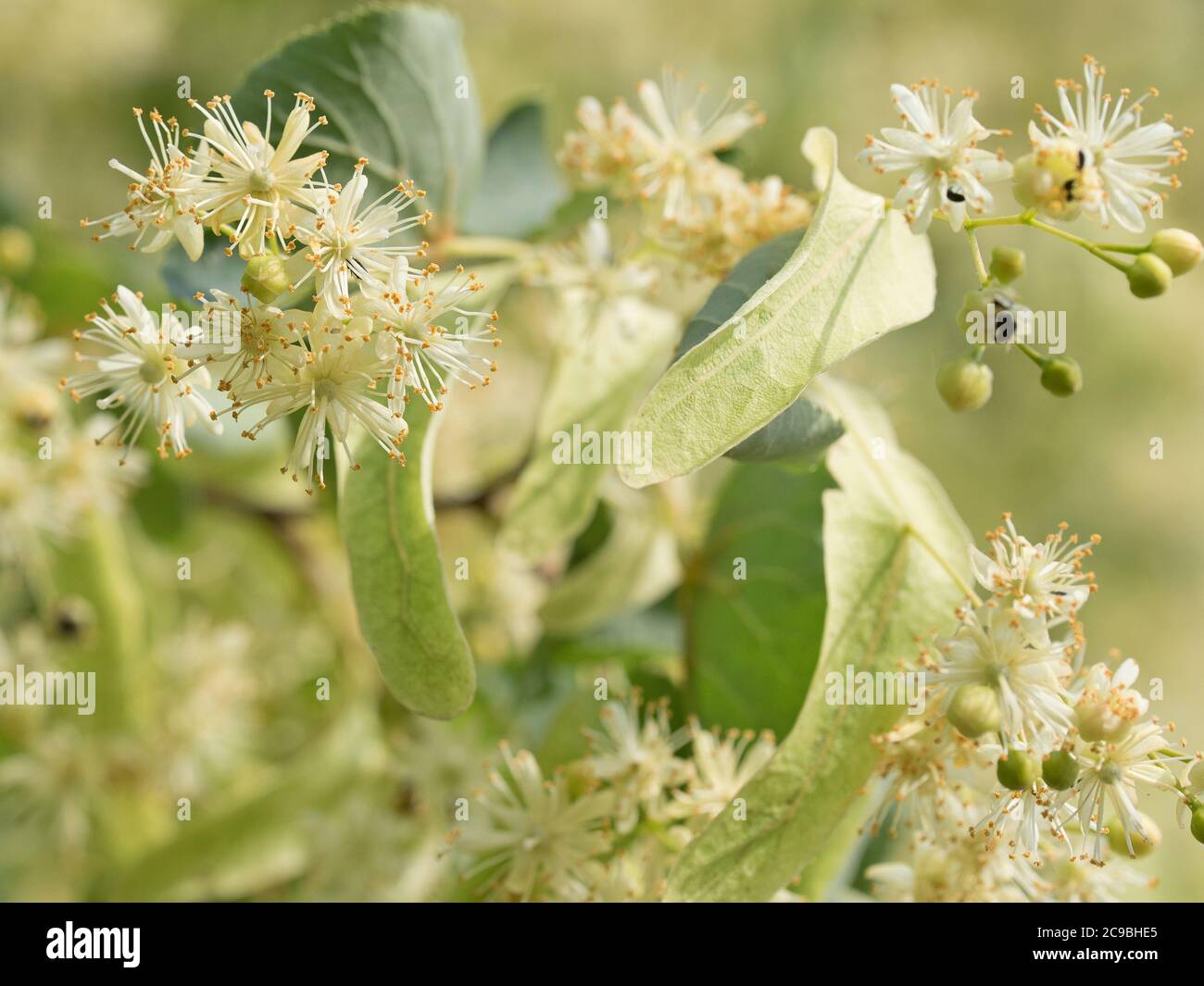 Linden flowers on the tree Stock Photo