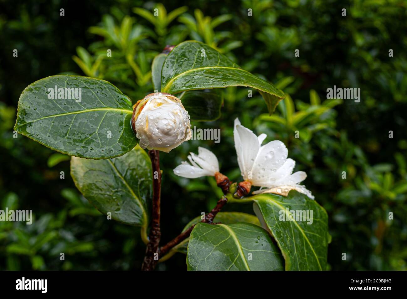 Blooming White Camelia Japonica against a background of blurry green leaves after rainy day. Stock Photo