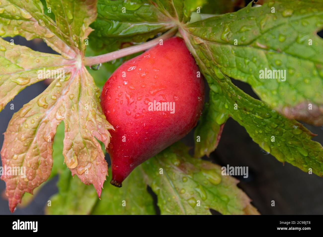 Ripe red-orange fruit of Podophyllum hexandrum or Sinopodophyllum hexandrum also known as Himalayan may apple or Indian may apple Stock Photo