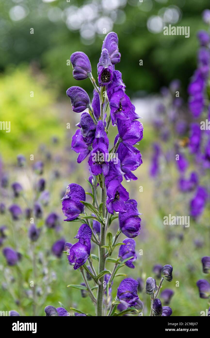 Purple, helmet-shaped flowers of highly toxic Aconitum napellus, plant also known as monk's-hood, aconite or wolfsbane Stock Photo