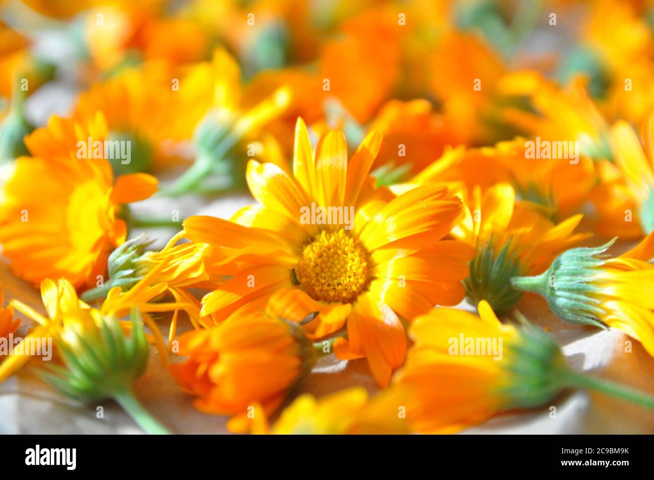 Calendula. Calendula flower collected for medicinal purposes. Out of focus Stock Photo