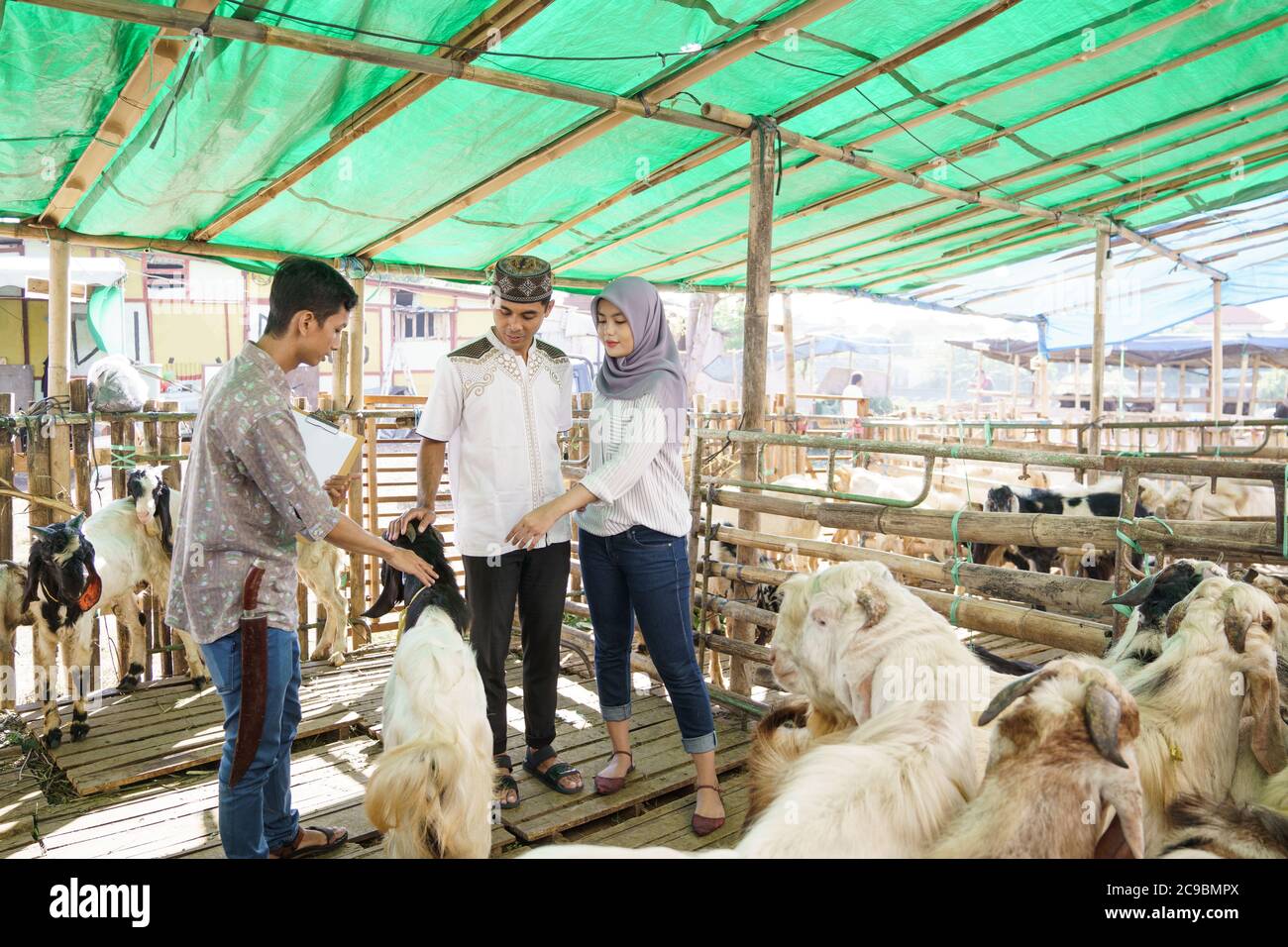 muslim couple at animal trade farm buying a goat for eid adha sacrifice ...