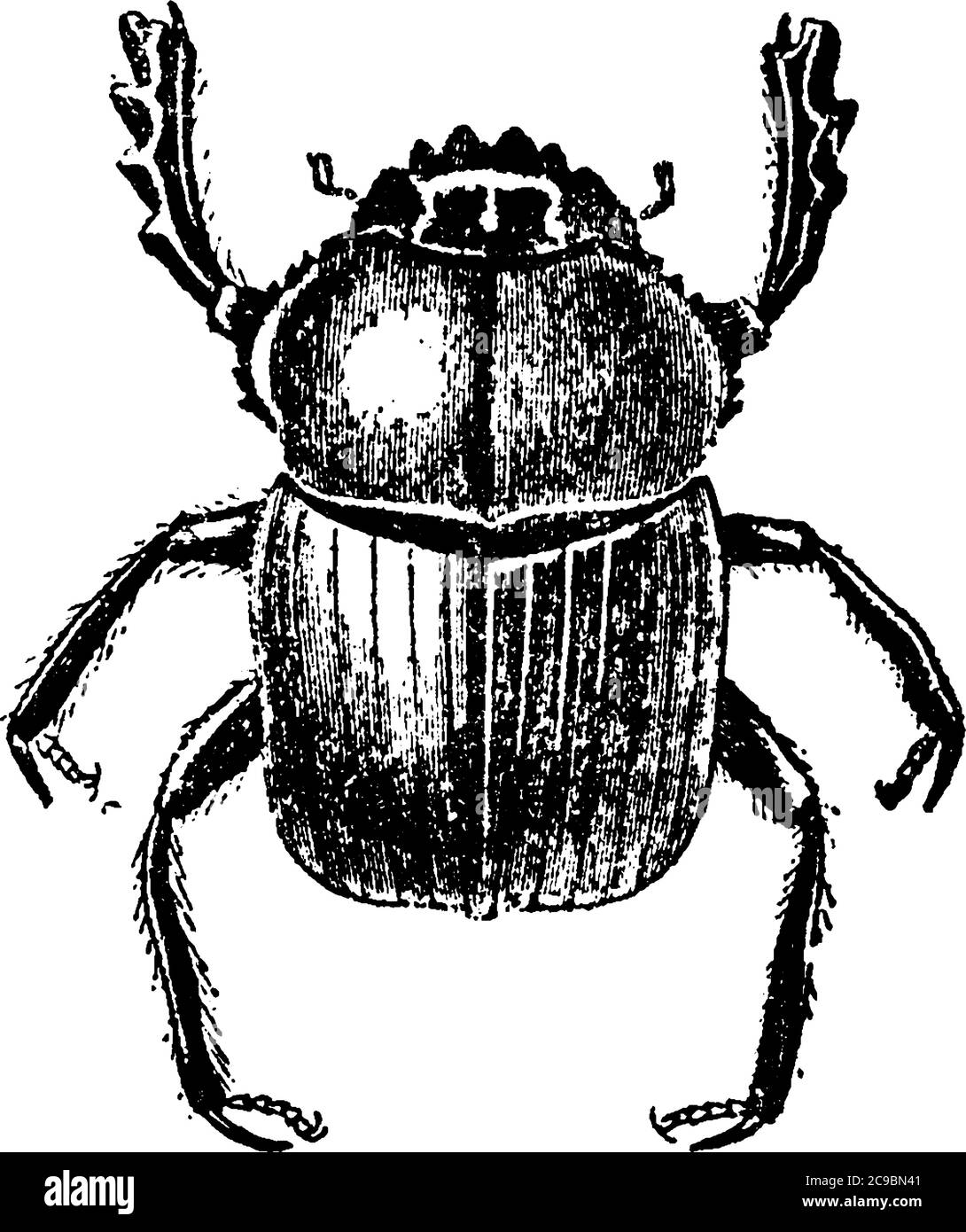 Scarab beetles of the Scarabaeidae family, are stout-bodied beetles, mostly of bright metallic colors, with stripe like markings found in their abdome Stock Vector