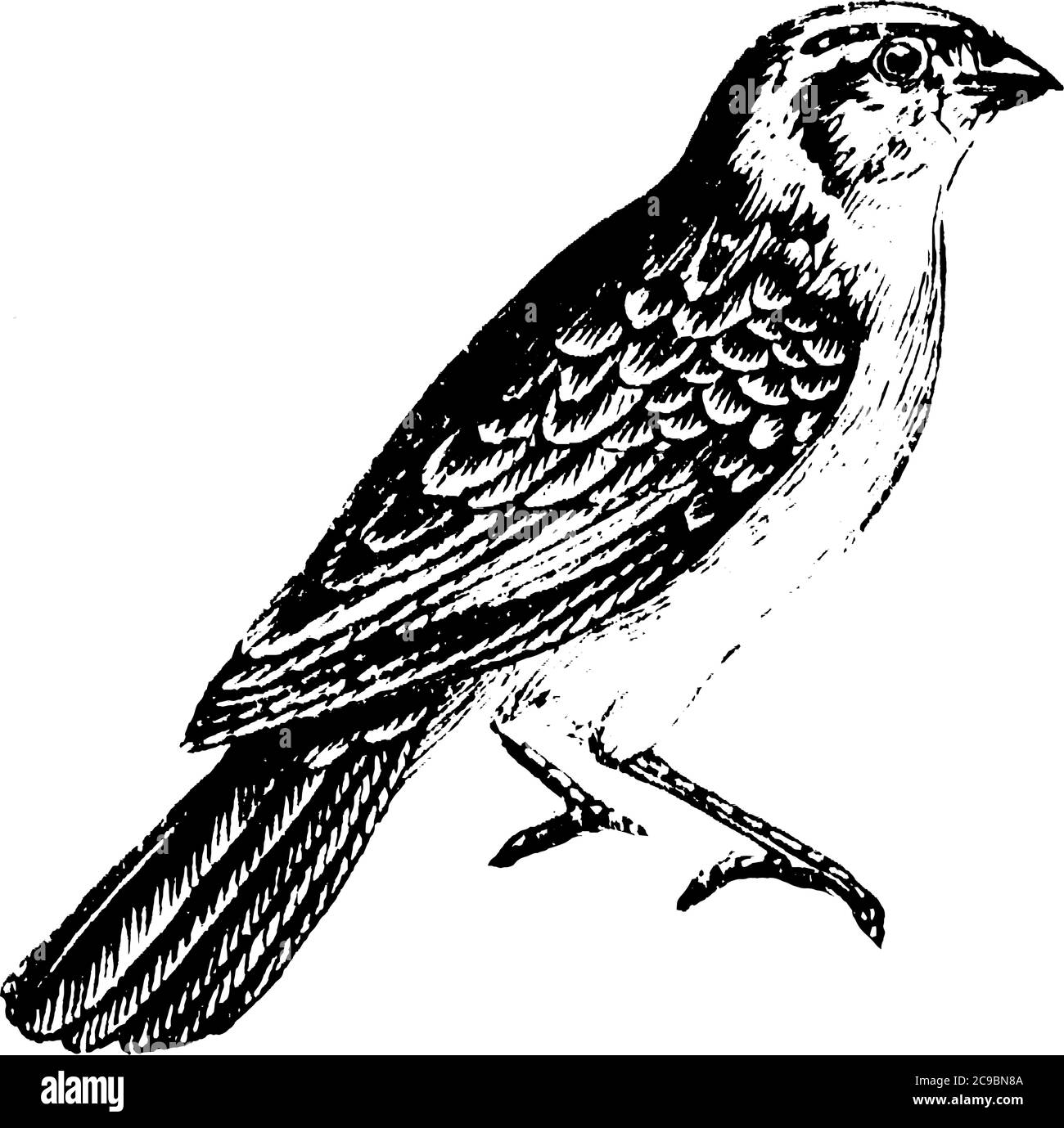 The long, drooping tail feathers of the male Whidah finch in the breeding season give them a peculiar and distinct appearance, vintage line drawing or Stock Vector