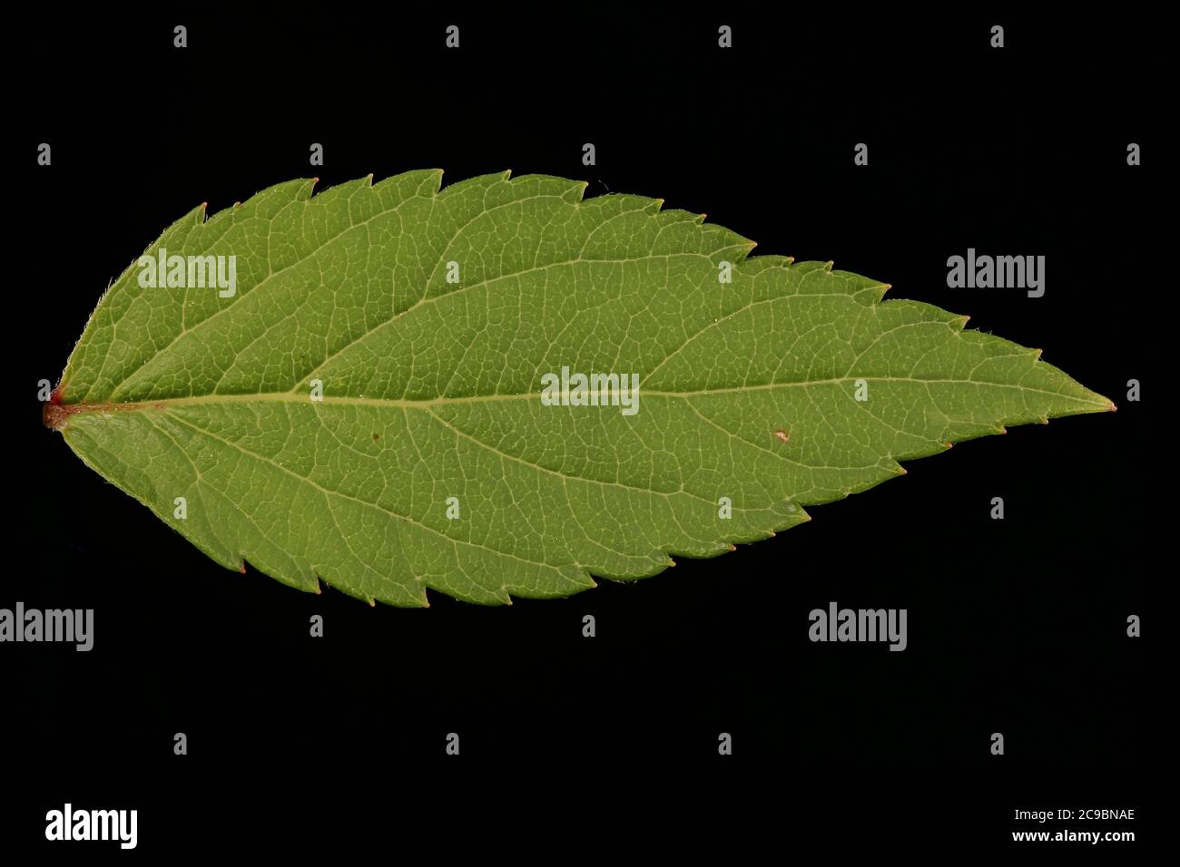 Japanese Spiraea (Spiraea japonica). Leaf Closeup Stock Photo