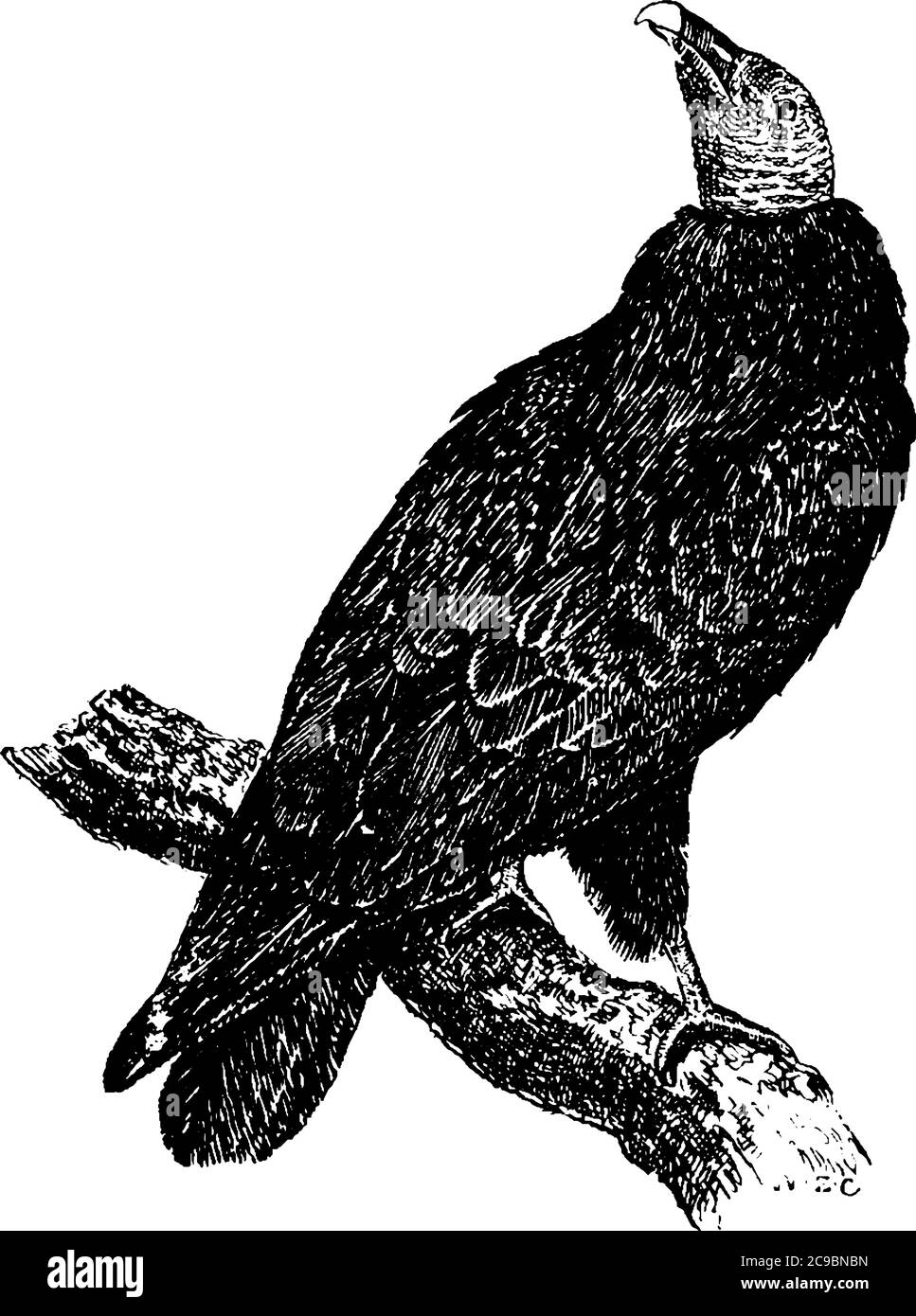 Turkey Vulture Drawing
