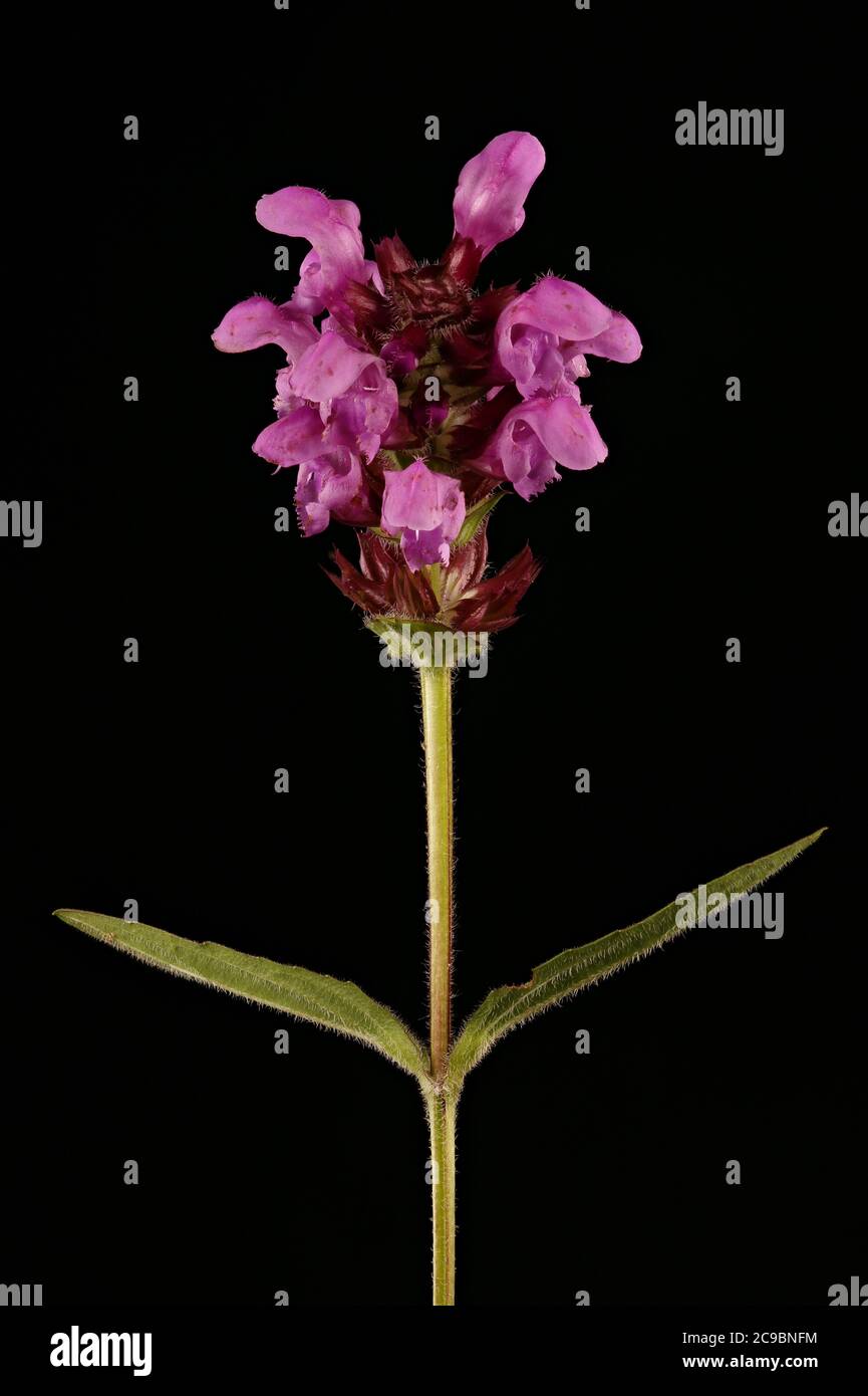 Large-Flowered Selfheal (Prunella grandiflora). Inflorescence Closeup Stock Photo