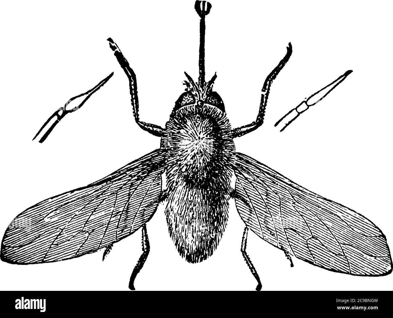 The adult of the fly, Systaechus oreas species, with dark mottled
