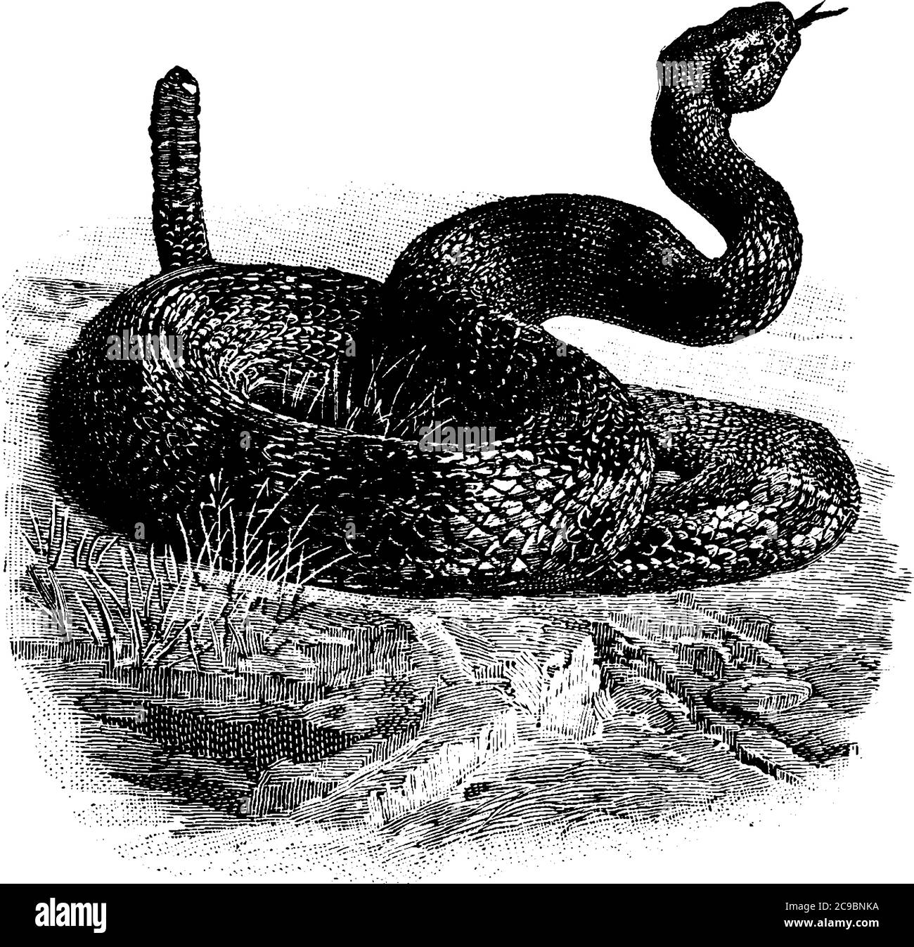 One of the largest snakes that are venomous serpents, whose tail ends in a rattle. It rattles its tail to warn potential predators to back off, vintag Stock Vector