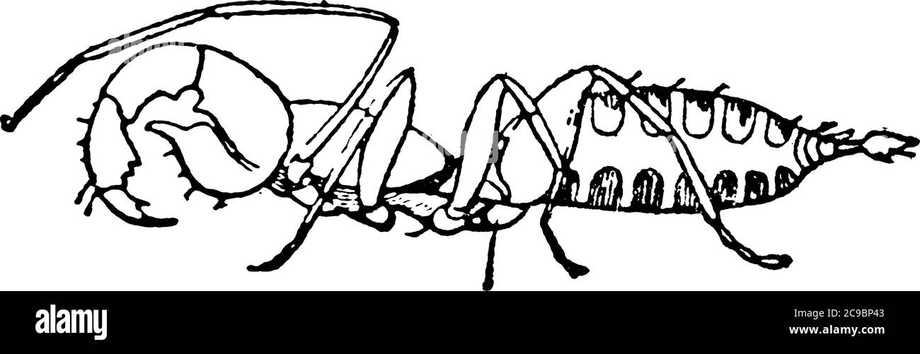 A typical representation of the lateral view of a male of Schizomus crassicaudatus, one of the Pedipalpi, representing the prosomatic appendages, he e Stock Vector