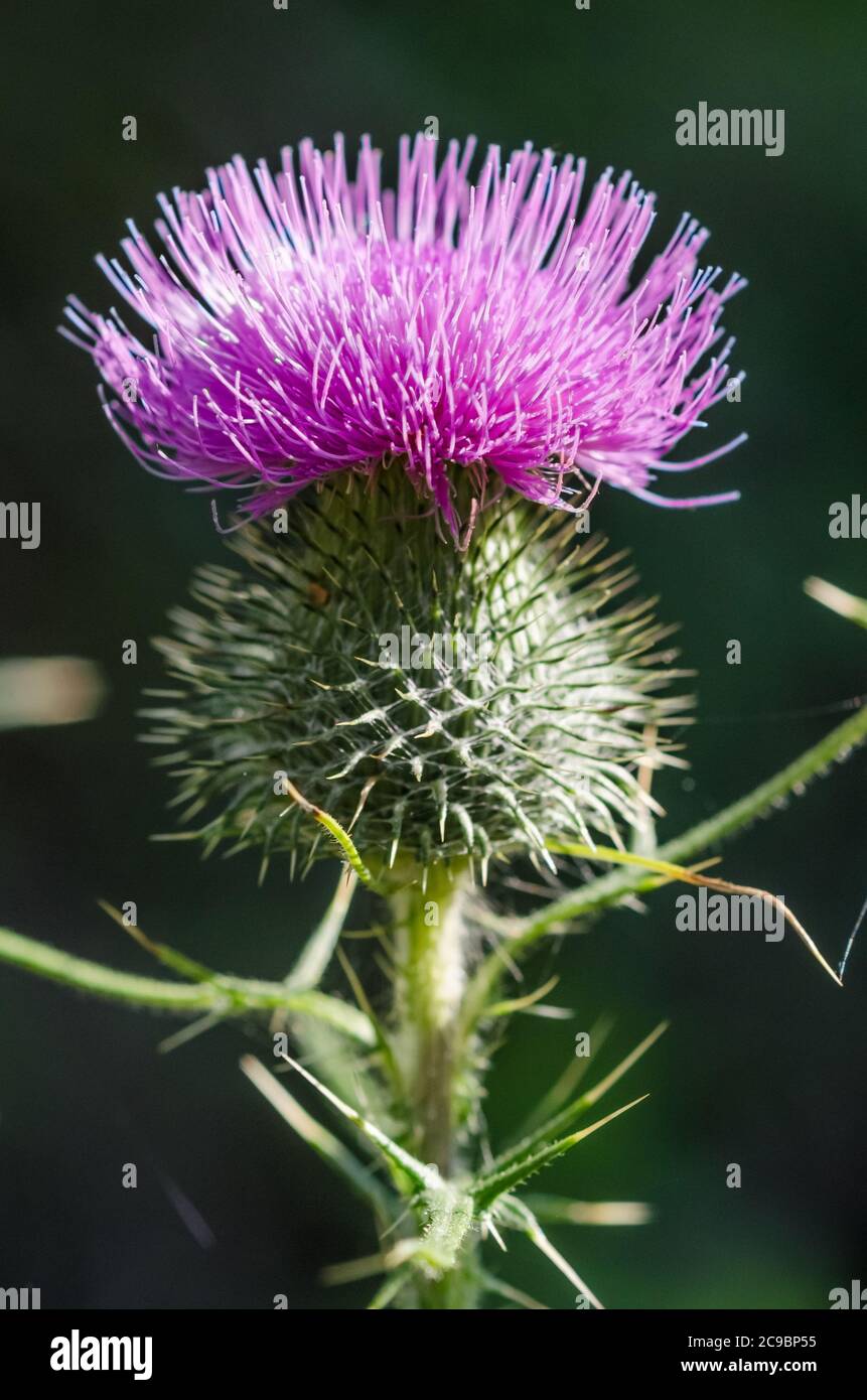 Cirsium vulgare, known as spear thistle, bull thistle or common thistle, close-up macro, Germany, Western Europe Stock Photo