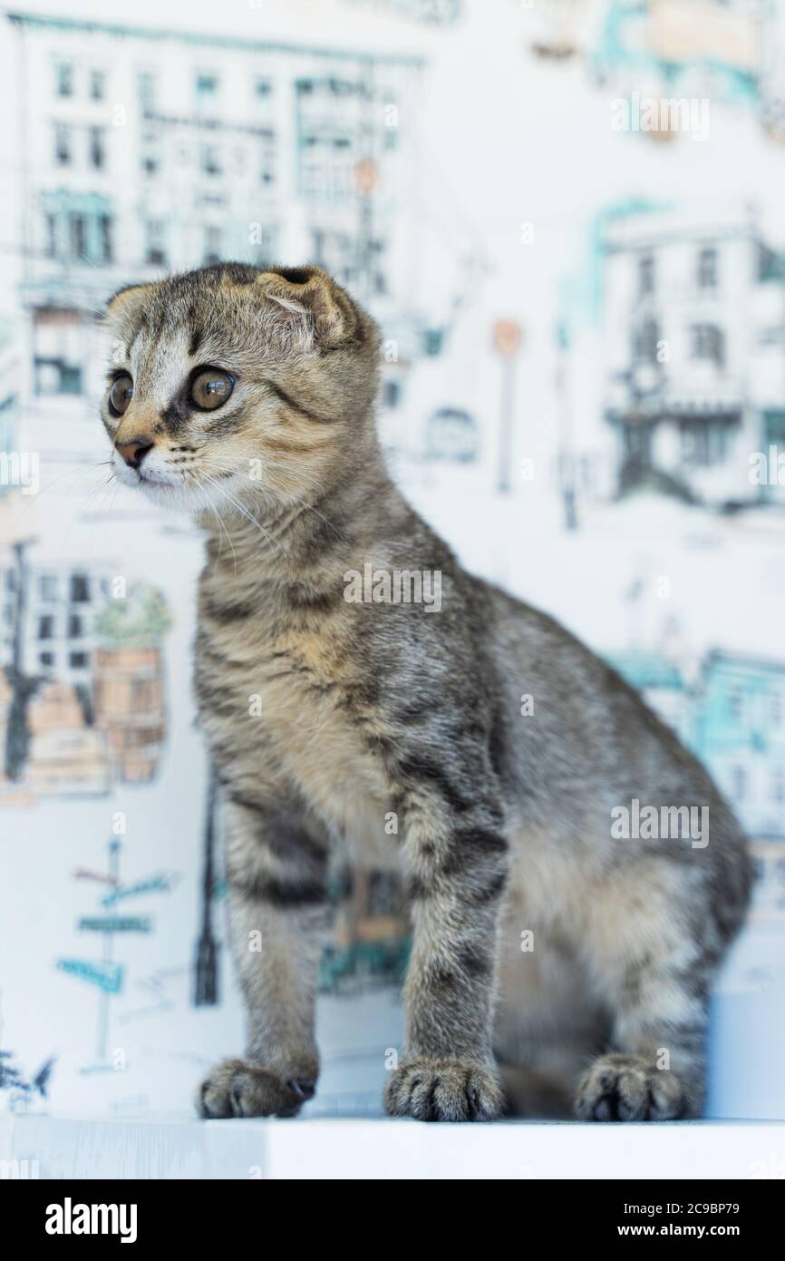beautiful lop-eared little cat on a white background Stock Photo