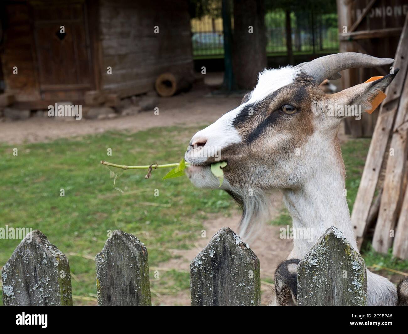 Goat on the farm, a portrait Stock Photo