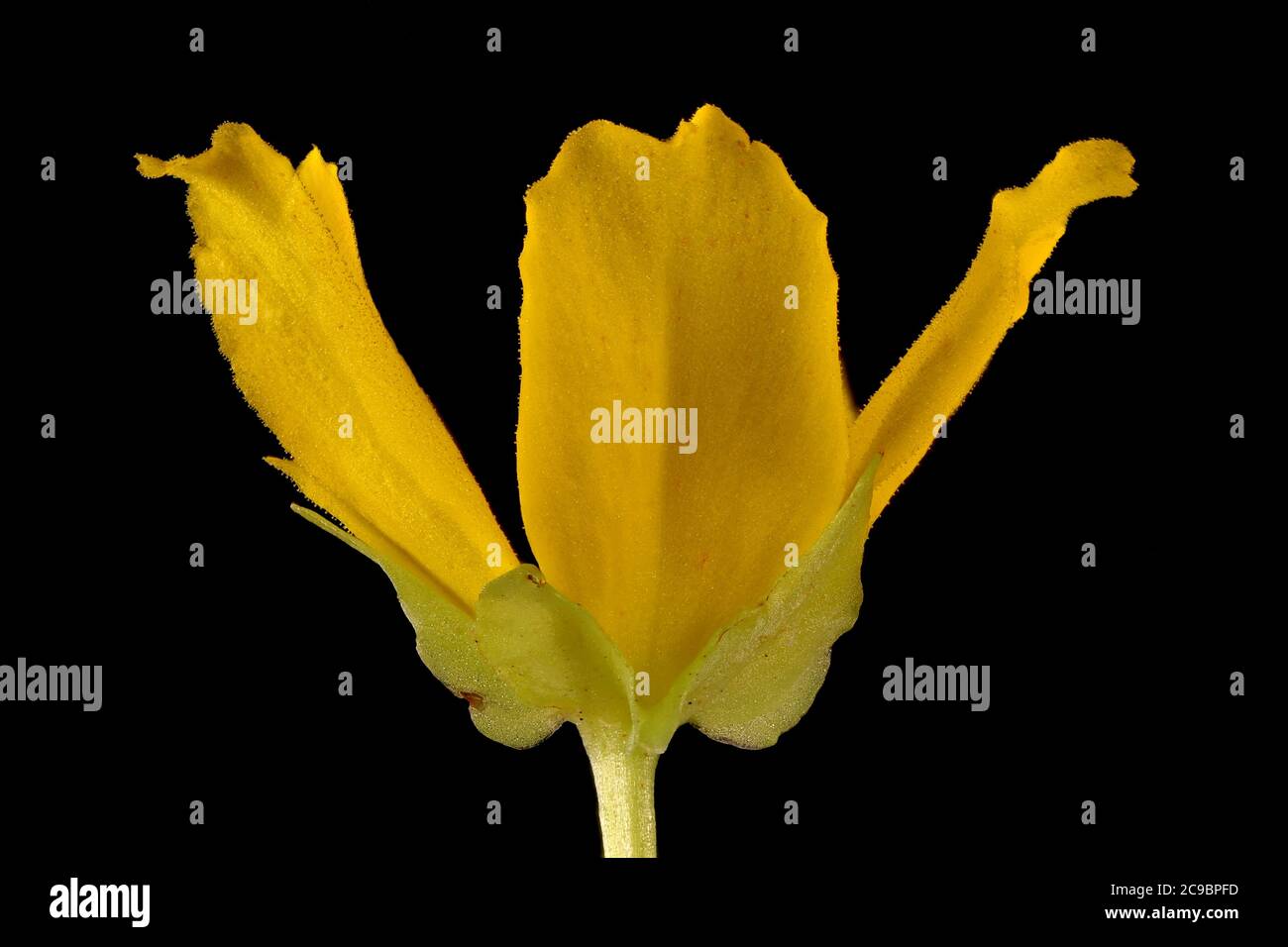 Creeping Jenny (Lysimachia nummularia). Flower Closeup Stock Photo