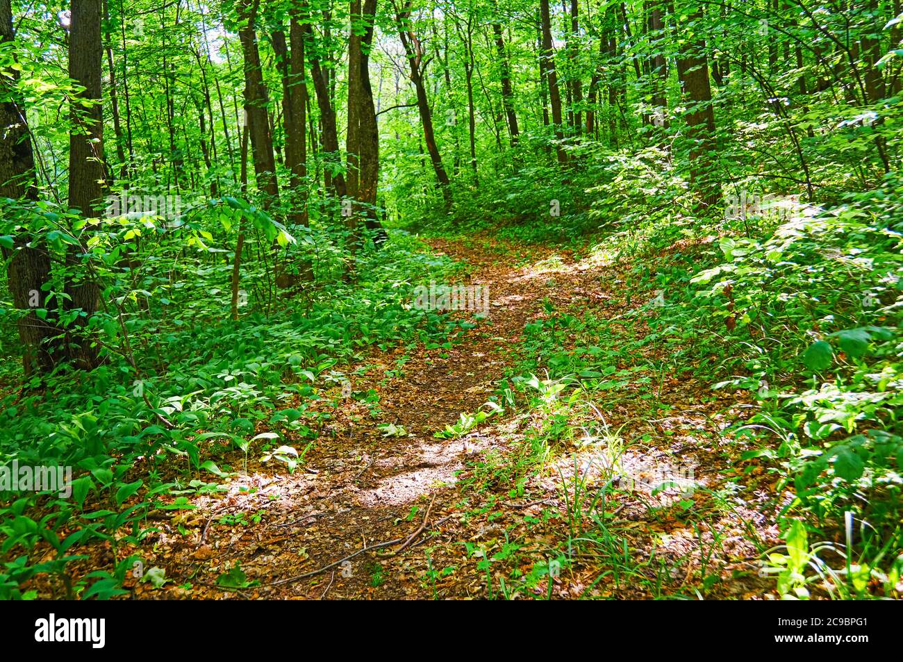 Hiking trails in the forest for jogging Stock Photo Alamy