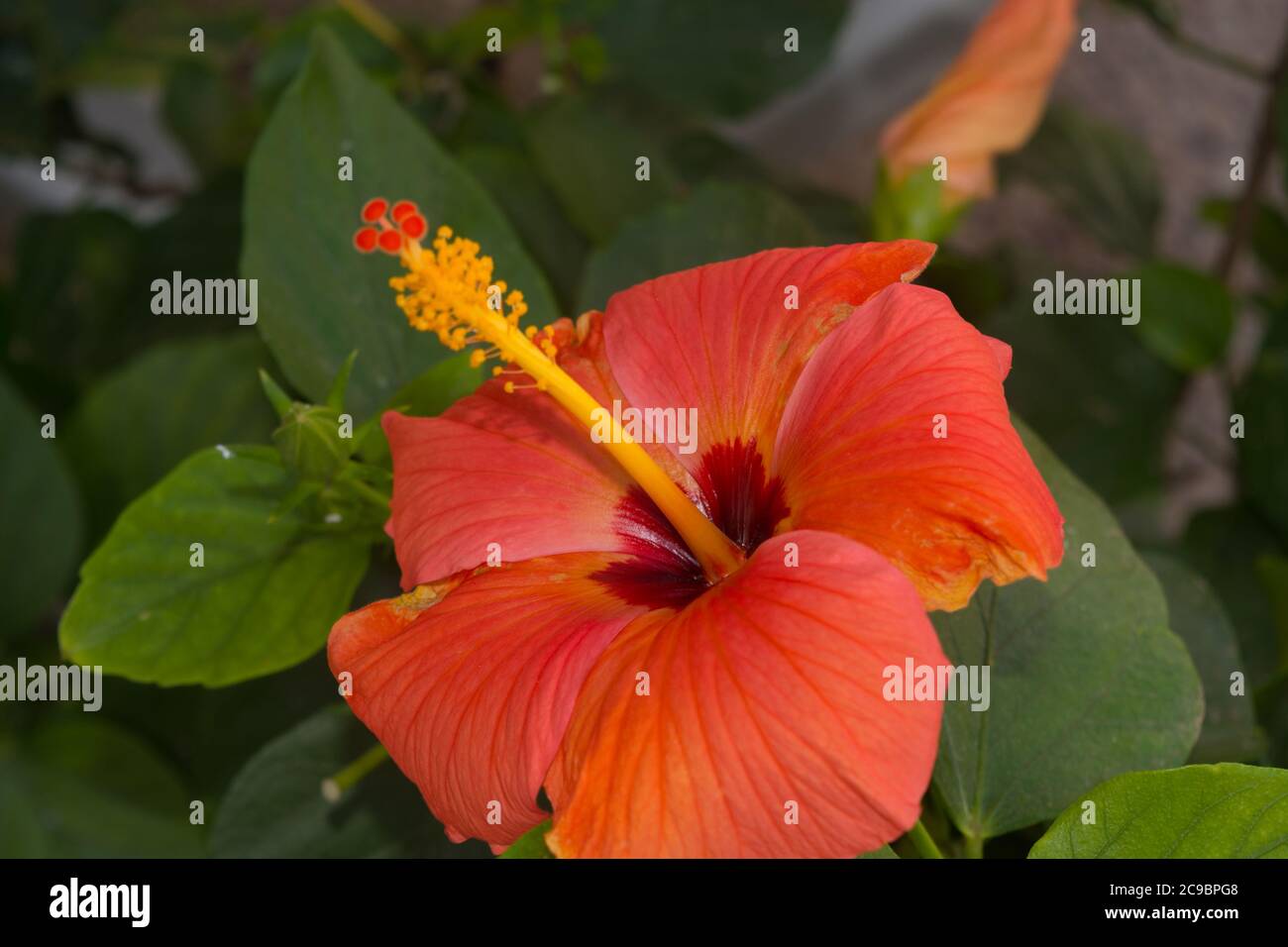 Female genitalia hires stock photography and images Alamy