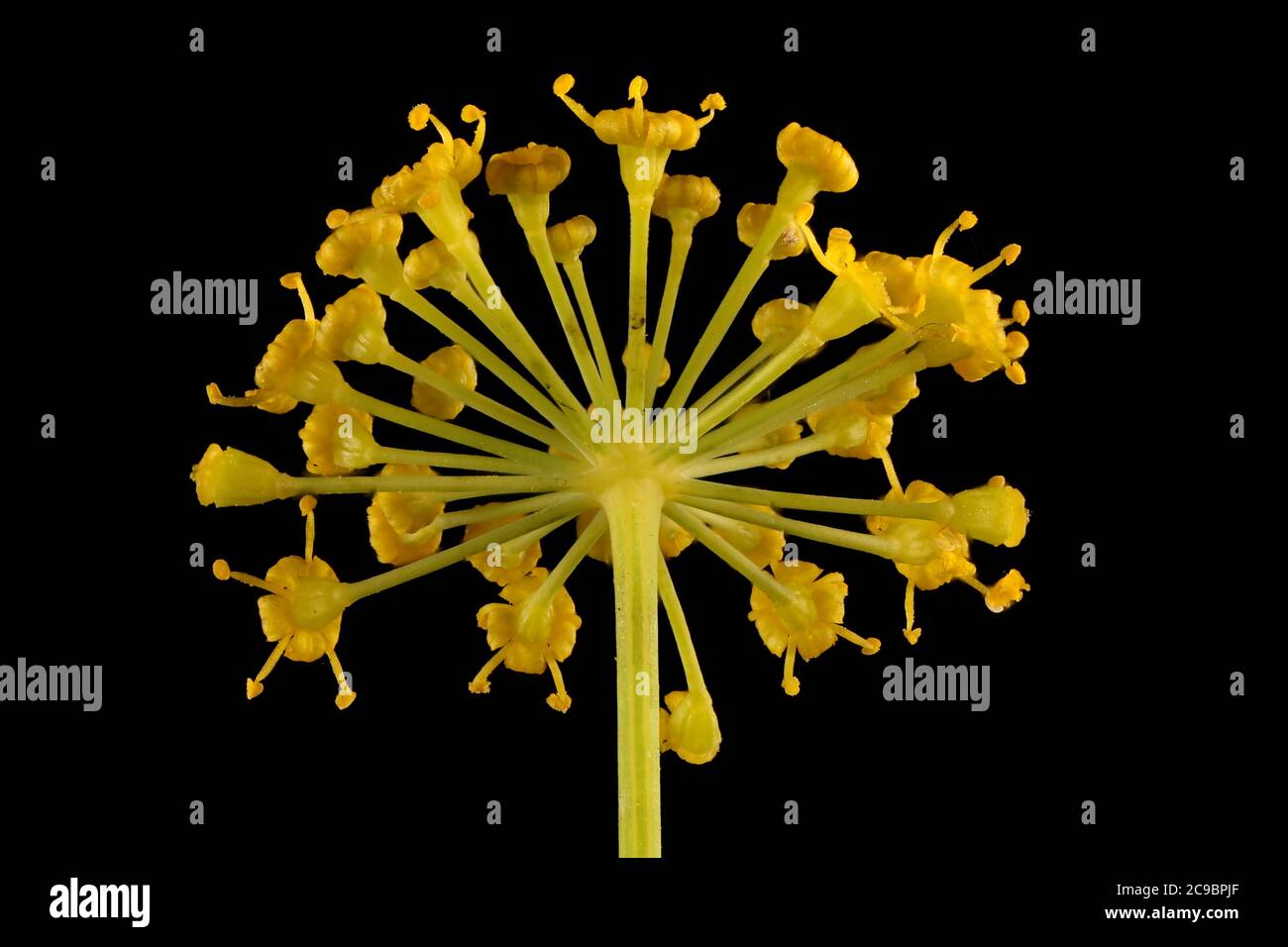 Anethum graveolens illustration hi-res stock photography and images - Alamy