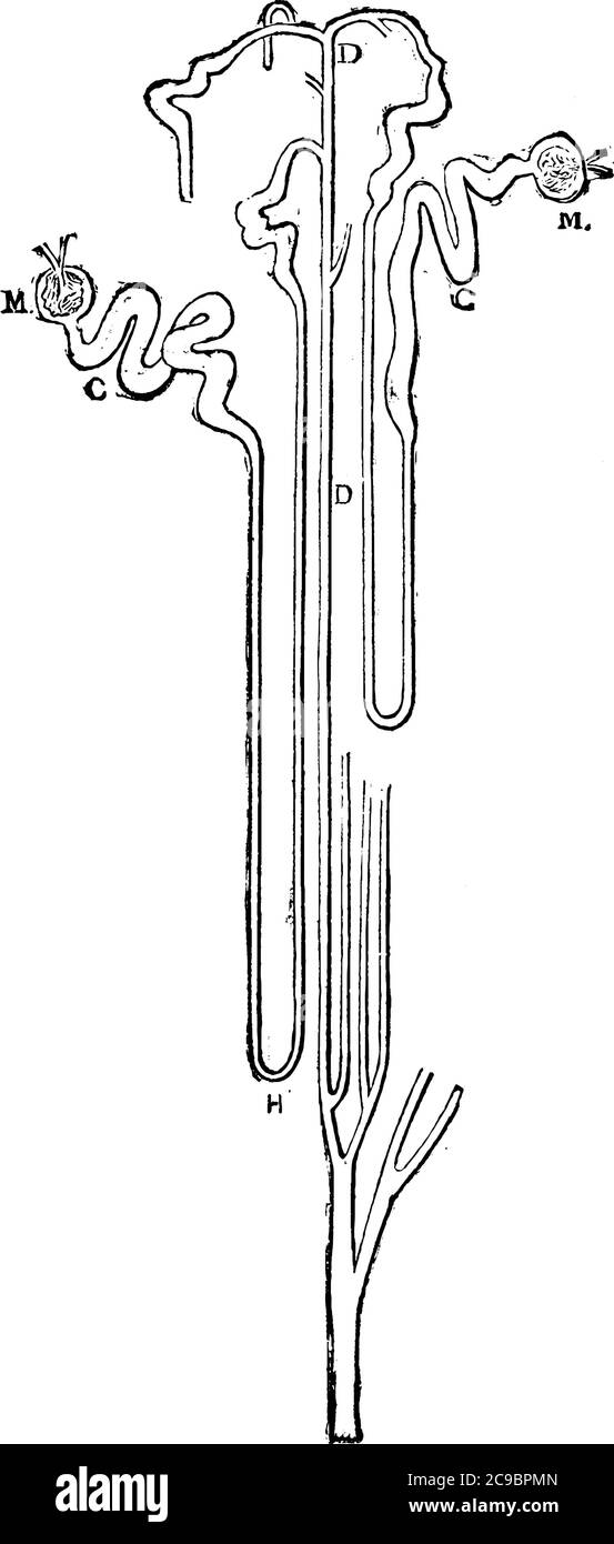 The course of two uriniferous tubules, with its parts labelled as, 'M, C, H and D', representing, Malpighian capsule, convoluted portion of tube, loop Stock Vector