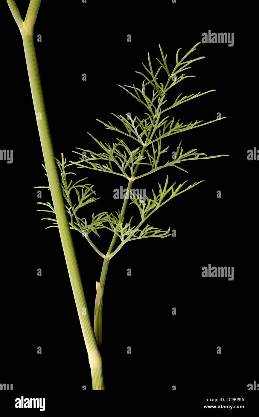 Anethum graveolens illustration hi-res stock photography and images - Alamy