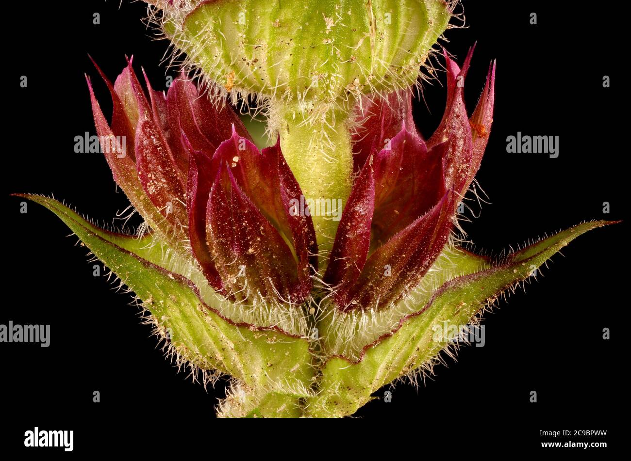 Large-Flowered Selfheal (Prunella grandiflora). Verticillaster Closeup Stock Photo