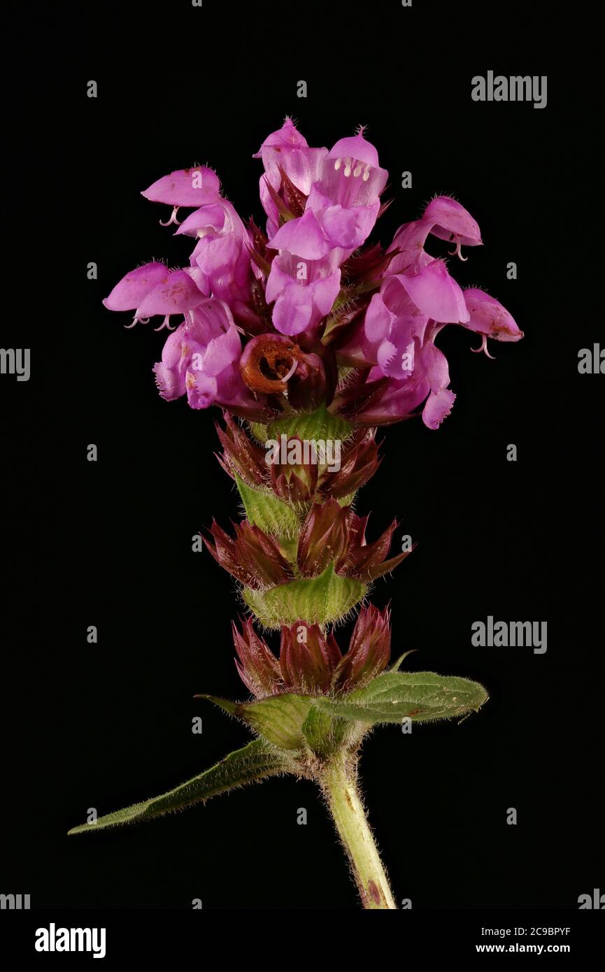 Large-Flowered Selfheal (Prunella grandiflora). Inflorescence Closeup Stock Photo