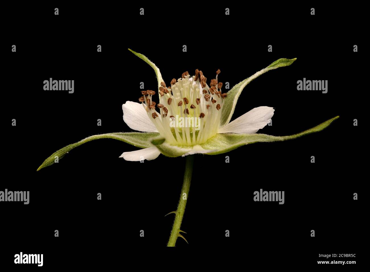 Raspberry (Rubus idaeus). Flower Closeup Stock Photo