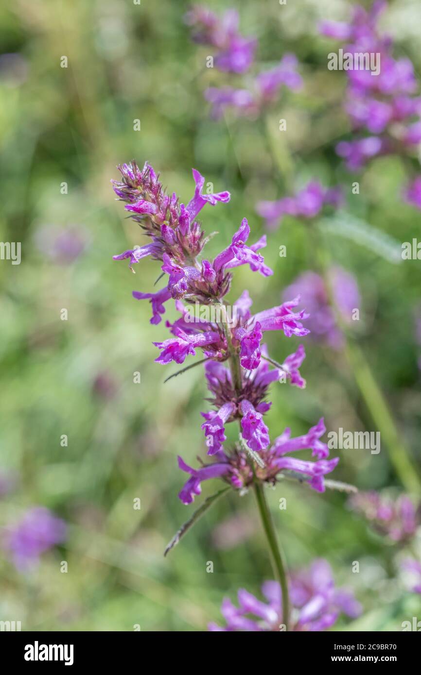 Purple flowers of Betony / Betonica officinalis. Former well-known medicinal plant used in herbal remedies and quack medicine. Stock Photo