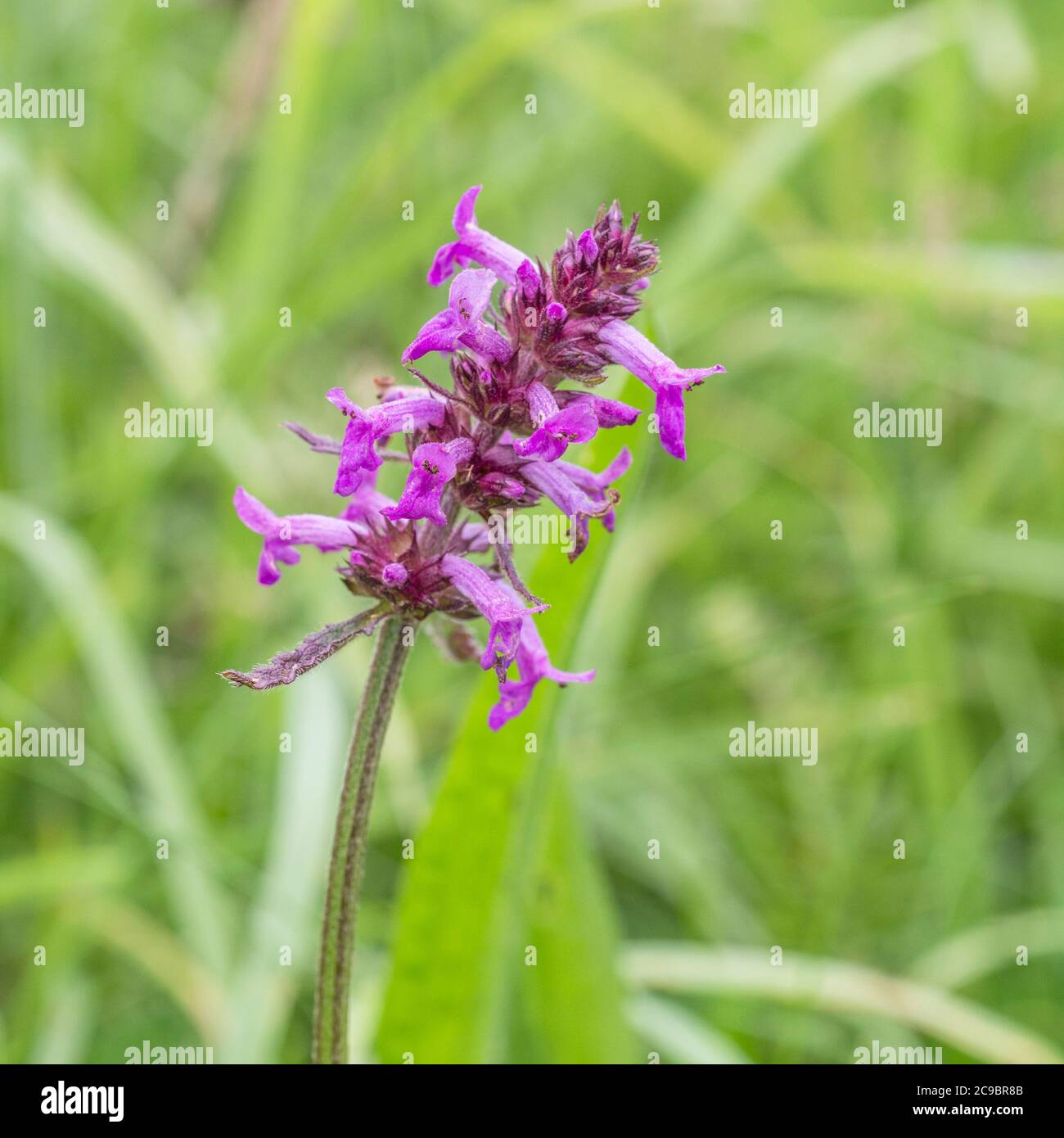 Purple flowers of Betony / Betonica officinalis. Former well-known medicinal plant used in herbal remedies and quack medicine. Stock Photo